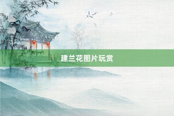 建兰花图片玩赏